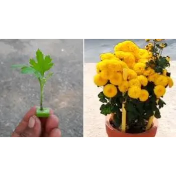 Excellent Marigold Plant